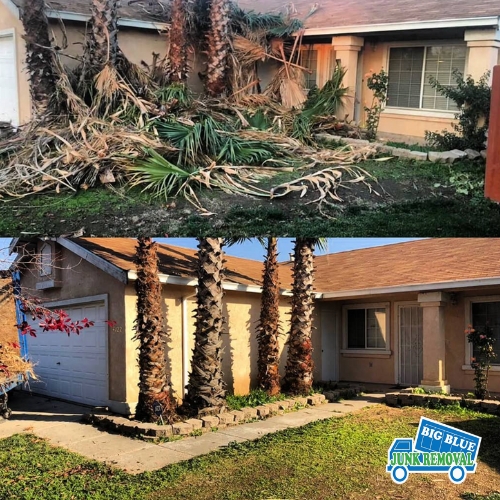 Tree Branch Removal Modesto